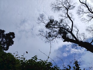 仰视枯树与蓝天白云