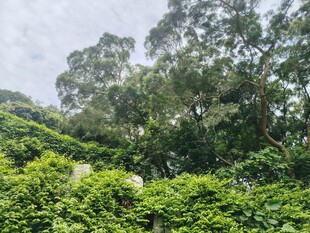 繁茂绿意盎然的山林景观