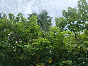 茂密丛林绿意盎然