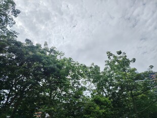 林间树梢上的天空景象