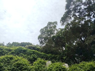 绿意盎然的山林景观