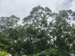 茂密树林中的高大树木