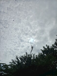 树梢之上的多云天空