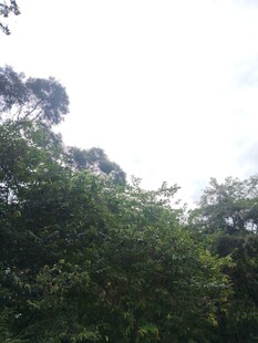 茂密丛林绿意盎然