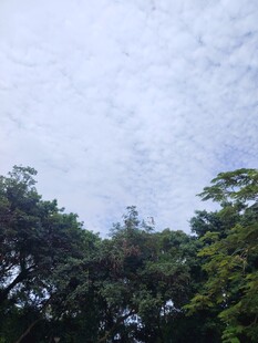 绿树蓝天的清新景致