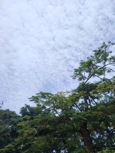 仰望葱郁树冠与天空