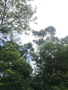 仰视茂密森林树冠