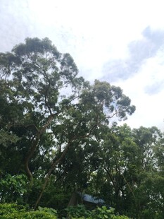 茂密树林与蓝天白云