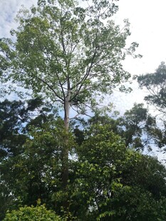 仰望繁茂绿树