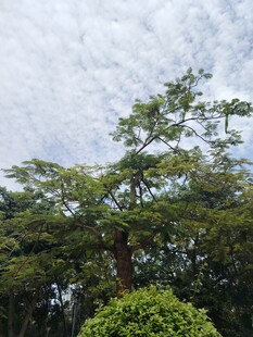 高大繁茂的绿树与天空