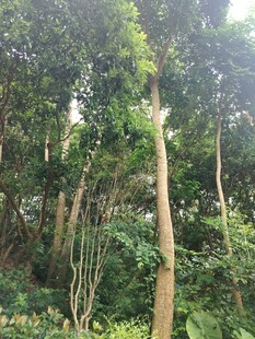 茂密森林中的挺拔树木