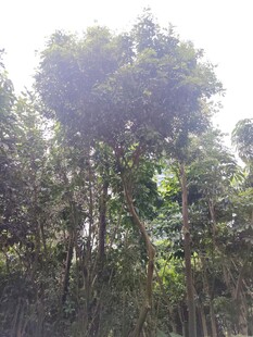 茂密树林中的高大树木