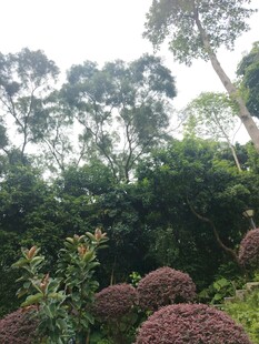 繁茂绿植景观