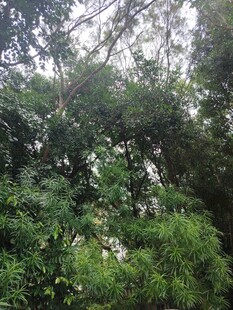 茂密葱郁的林间景象
