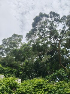 茂密树林中的绿意景象