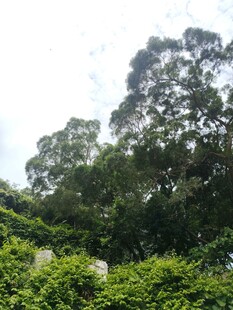 茂密树林绿意盎然