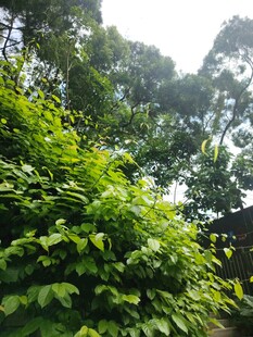繁茂绿植