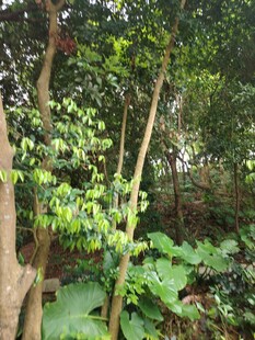 茂密丛林中的繁茂植物