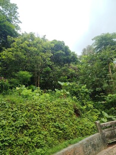 繁茂绿植环绕的小径