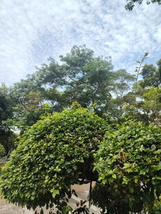 繁茂绿树映衬蓝天白云