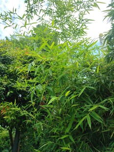 翠绿竹林
