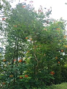 茂密树林中的多彩景致