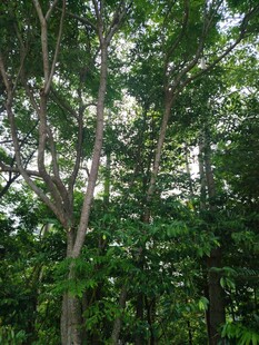茂密树林绿意盎然