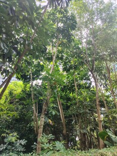 茂密丛林绿意盎然景象