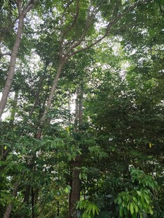 茂密丛林绿意盎然