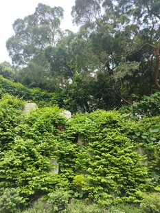 繁茂绿植覆盖的自然景象