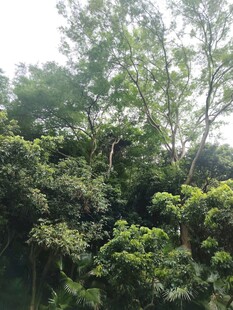 茂密丛林绿意盎然