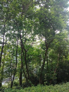 茂密树林绿意盎然