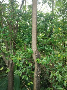 茂密丛林中的高大树木