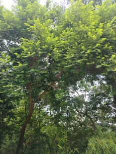 茂密绿树展现自然生机