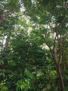 茂密森林绿意盎然