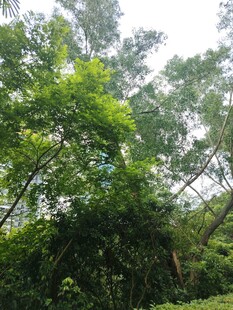 茂密树林绿意盎然