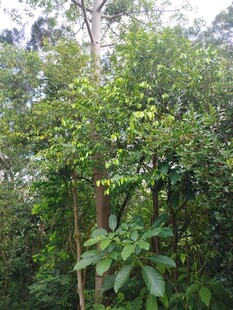 茂密丛林中的繁茂绿植