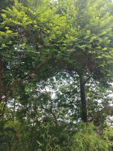 茂密树林中的阳光景象