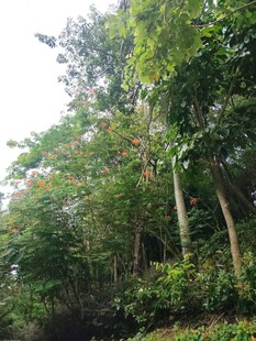 茂密树林绿意盎然