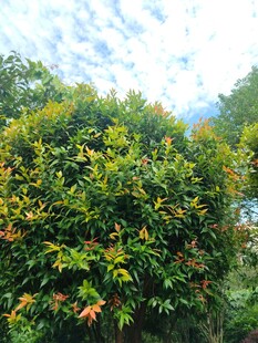 绿叶繁茂的生机植物景观
