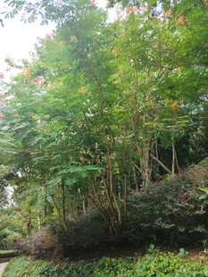 茂密竹林景观