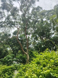 繁茂树林中的高大树木