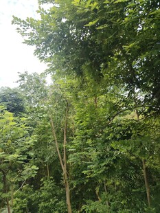 茂密绿意森林景观