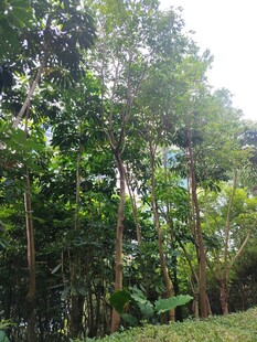 茂密森林绿意盎然景象