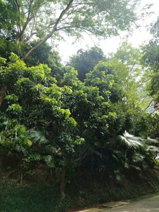 繁茂绿植景观