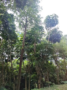茂密繁茂的热带树林景观