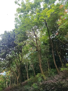 茂密山林绿意盎然
