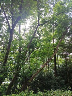 阳光洒落茂密森林景象