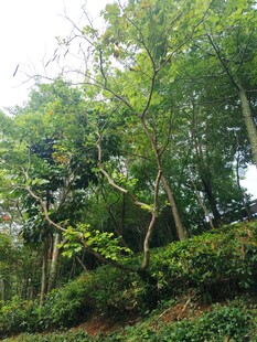 茂密树林中的繁茂绿植