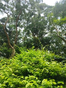 茂密丛林绿意盎然
